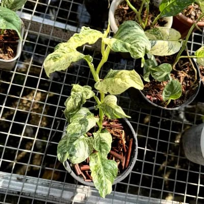 Rhaphidophora Puberula Variegated