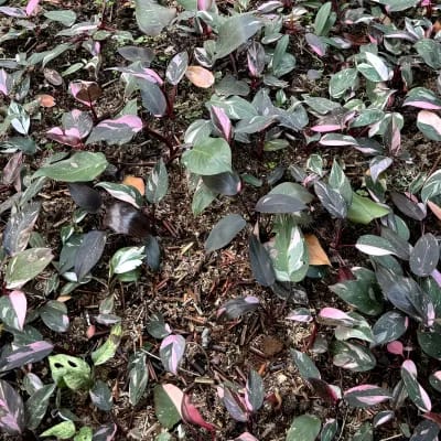 Philodendron Pink Princess