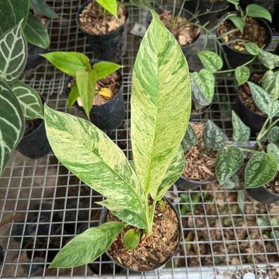 Rhaphidophora Foraminifera Mint
