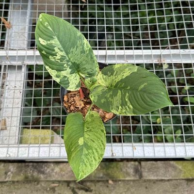 Homalomena SP Borneo Variegated