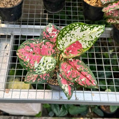 Aglaonema Tricolor