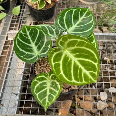 Anthurium Dorayaki Silver