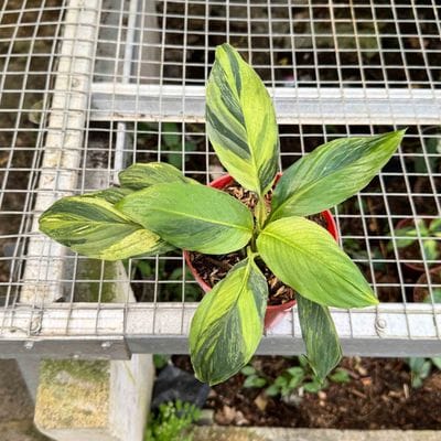 Sphathiphyllum Golden Sensation Variegated