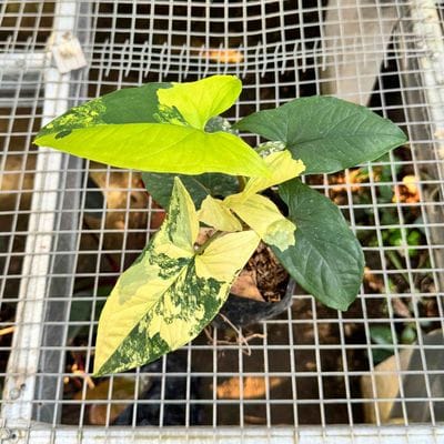 Syngonium Aurea