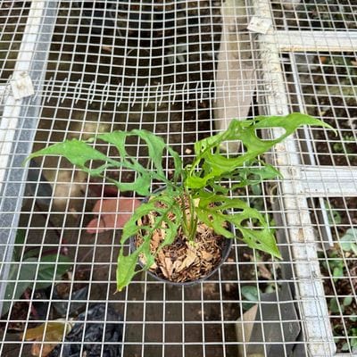 Monstera Obliqua