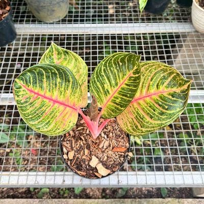 Aglaonema Moonlight