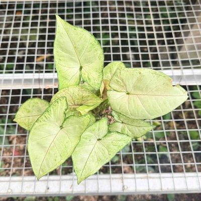 Syngonium Gold Allusion