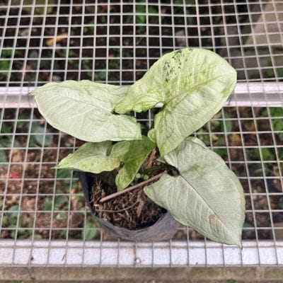 Syngonium Moonshine