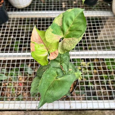 Syngonium T24