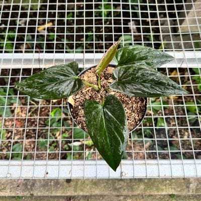 Syngonium Red Arrow