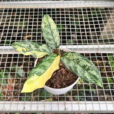 Aglaonema Commutatum Variegated