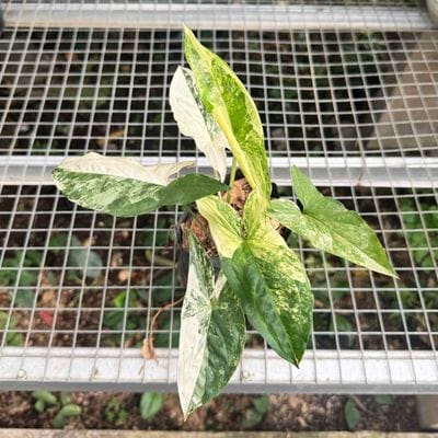 Syngonium Albo