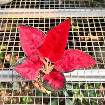 Aglaonema Red Suksom