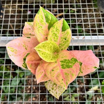Aglaonema Emerald Pink
