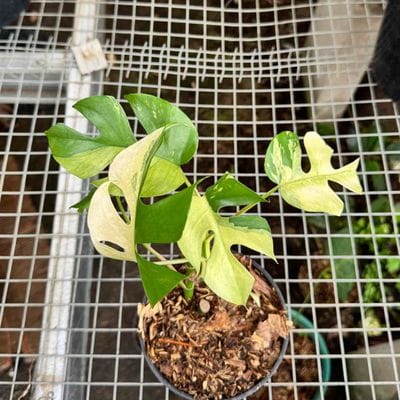 Rhaphidophora Tetrasperma Variegated