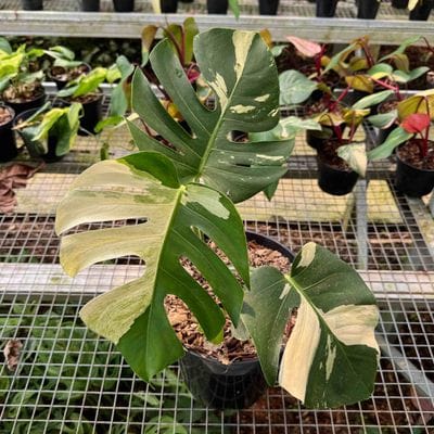 Monstera Mint Variegated