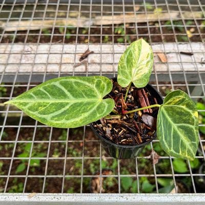 Anthurium Magna Variegated
