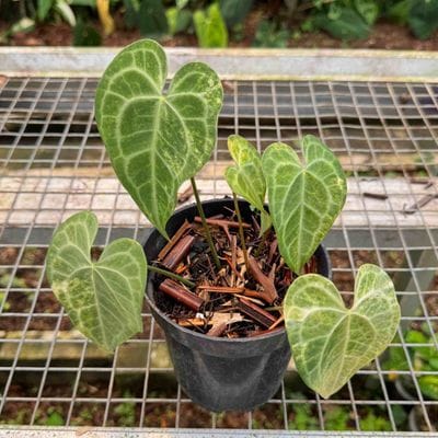 Anthurium Clarinervium King Variegated
