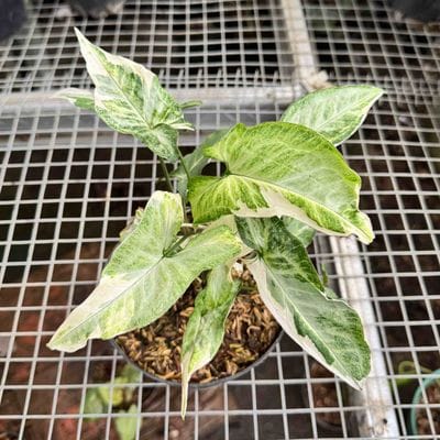 Syngonium Starlite