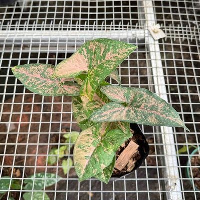Syngonium Freckles Pink