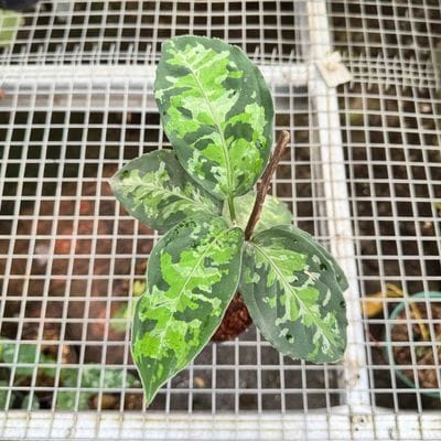 Aglaonema Pictum Tricolor