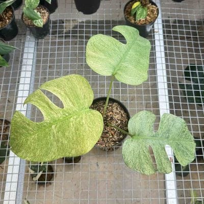 Monstera White Mint