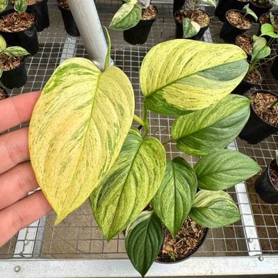 Scindapsus Longistipitatus Variegated