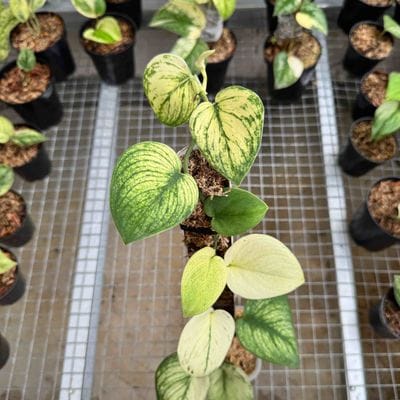 Scindapsus Orbit