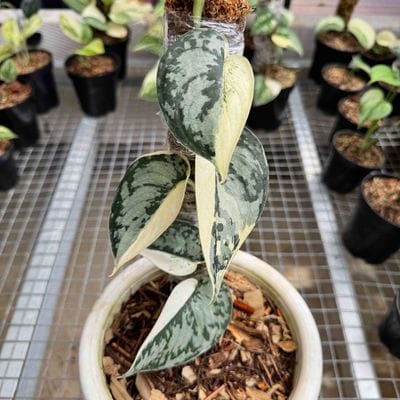 Scindapsus Mariposa Variegated Halfmoon