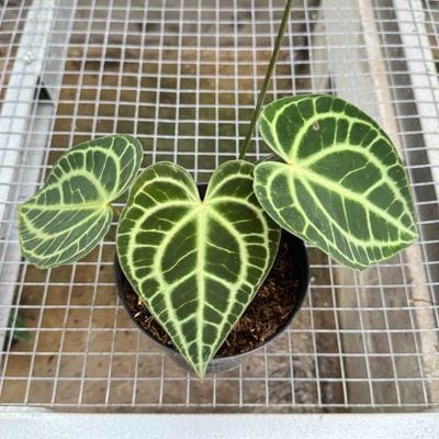 Anthurium King Of Clarinervium