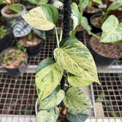 Epipremnum Cebu Blue Variegated