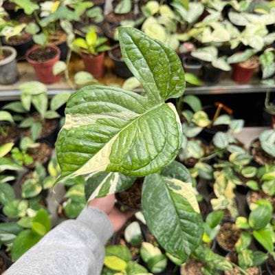 Amydrium Medium Albo Variegated