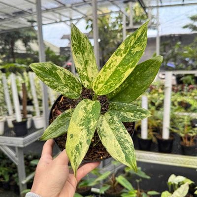 Aglaonema Simplex Variegated