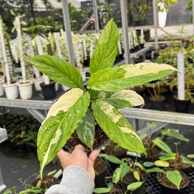 Aglaonema Simplex Variegated SP Salaka