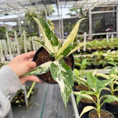 Dieffenbachia Seguine Variegated Albo