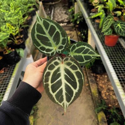 Anthurium Red Tiger