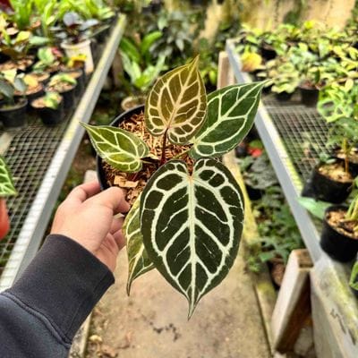 Anthurium King Of Spades HU x Red Crystallinum