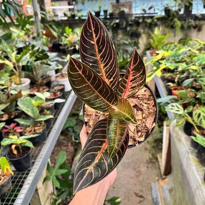 Aglaonema Pride Of Sumatra