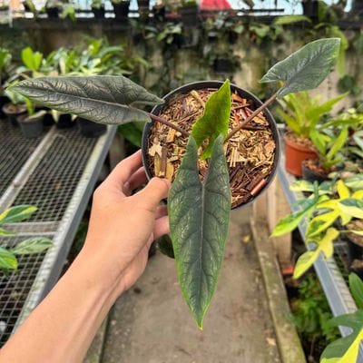 Alocasia Scalprum