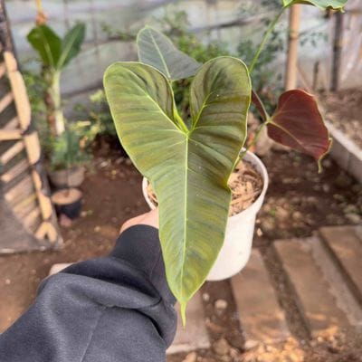 Philodendron Lupinum Mature