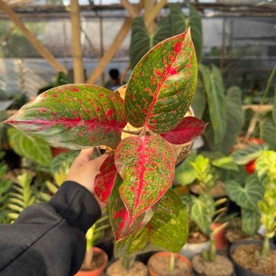 Aglaonema Red Stardust