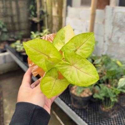 Syngonium Lime Soda Variegated