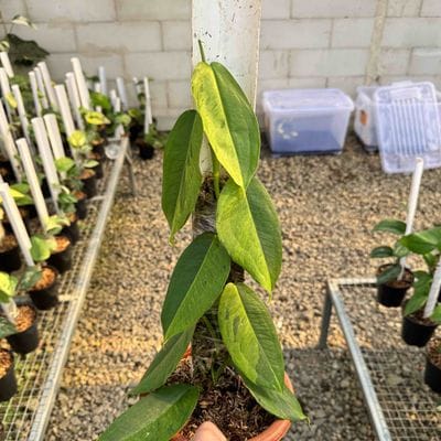 Epipremnum SP Sumatra Variegated