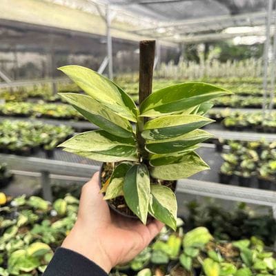 Rhaphidophora Elliptifolia Mint