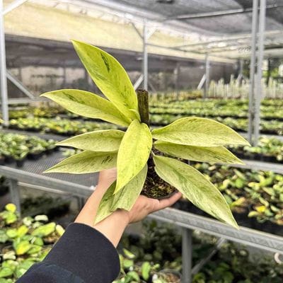 Rhaphidophora Elliptifolia Mint Marble