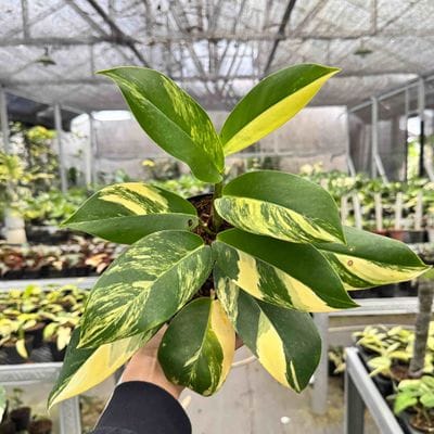 Rhaphidophora Elliptifolia Aurea (Large)
