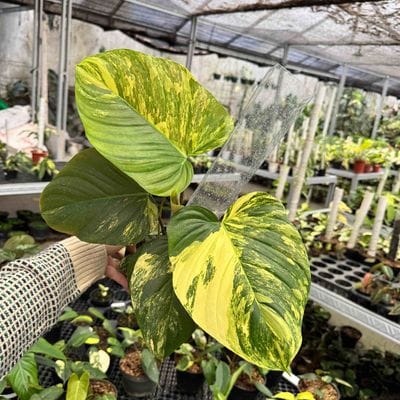 Philodendron Florida Beauty x Fuzzy Petiole Variegated