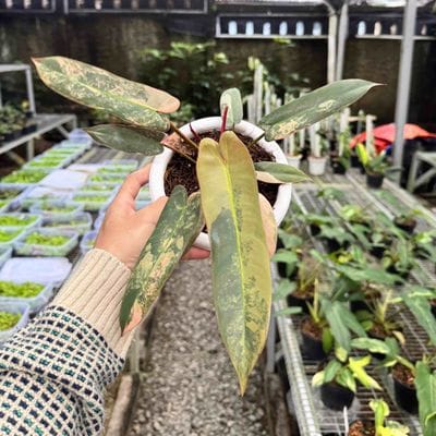 Philodendron Atabapoense Pink Variegated