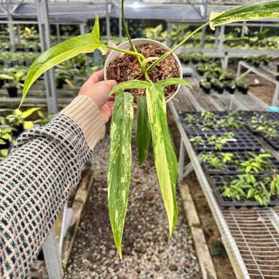 Philodendron Holtonianum Variegated