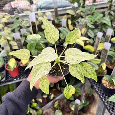 Alocasia Cucullata Mint Variegated